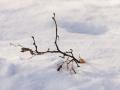 Little twig in the snow