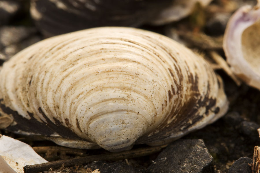 A shell