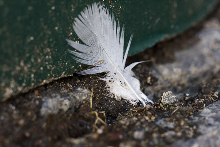 Feather