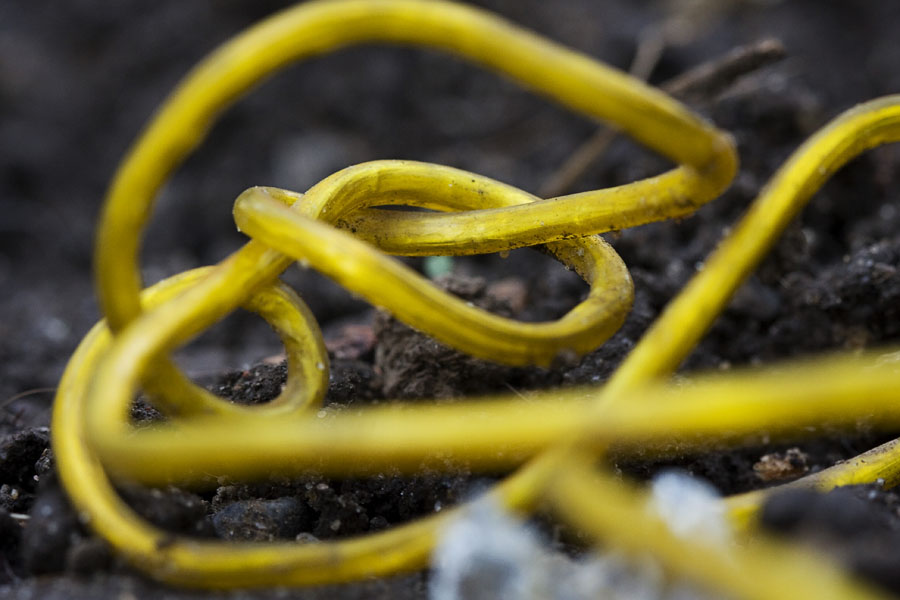 Cord