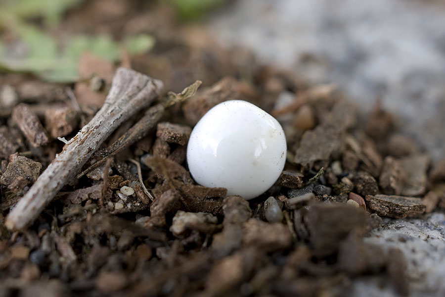White ball