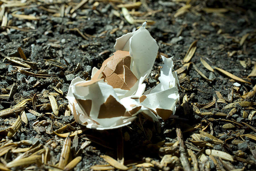 Egg shell