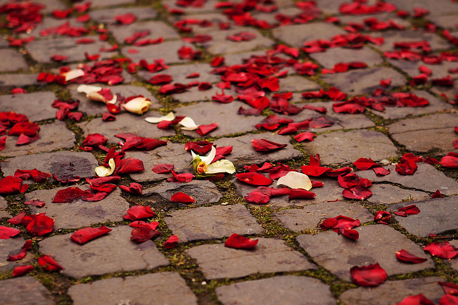 Roses